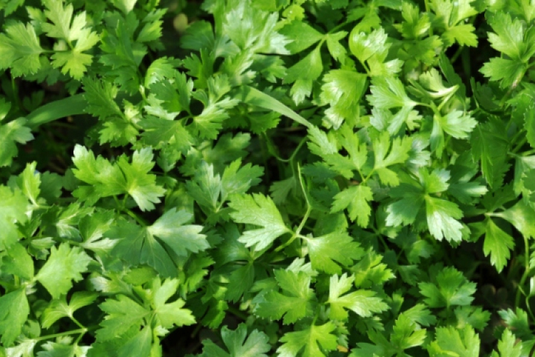 Zöldfűszerekkel csökkenthető a magas vérnyomás!