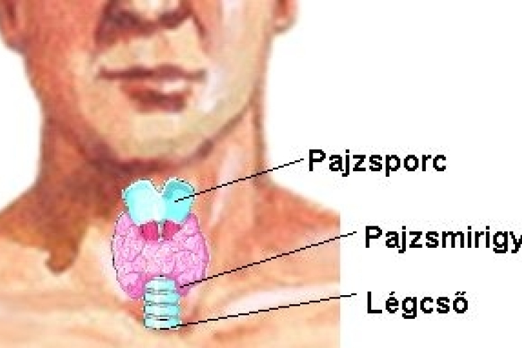 Más kezelést igényelhetnek télen a pajzsmirigy betegek