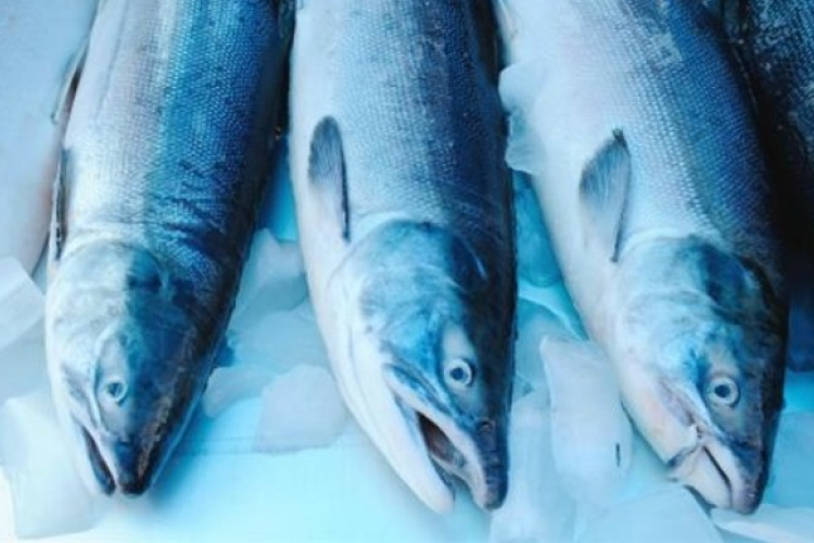 Új törvény szabályozza majd a halászatot