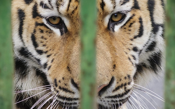 Állatkerti tigris végzett gondozójával Kelet-Kínában