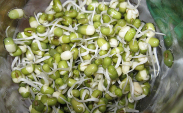 Mandulacsíra, recept csírából