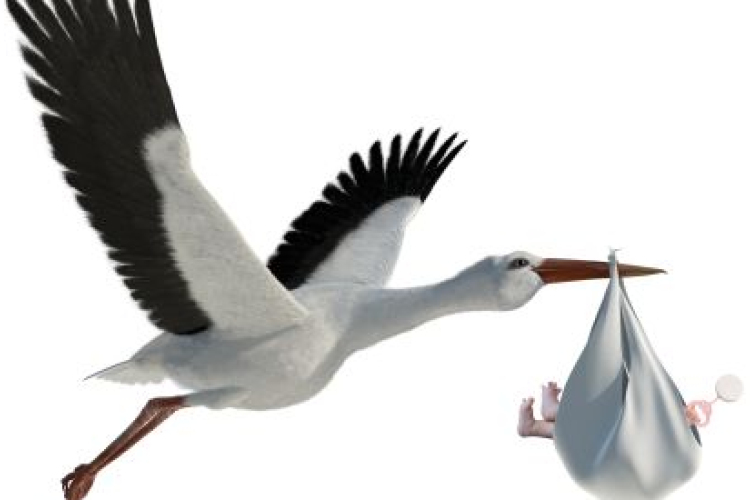 A legjobb ételek a termékenységhez