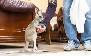 Vörös óriáskenguru született a Nyíregyházi Állatparkban