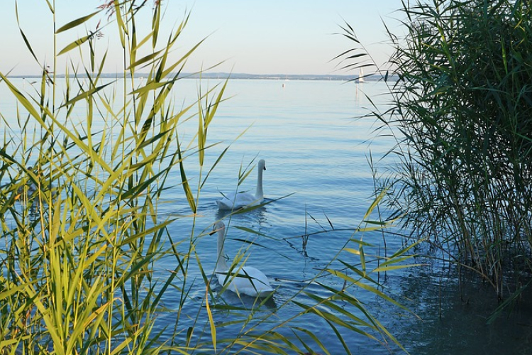 Madártani egyesület: senki ne etesse a vízimadarakat!