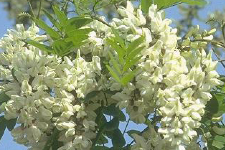 Hungarikum lett az akác