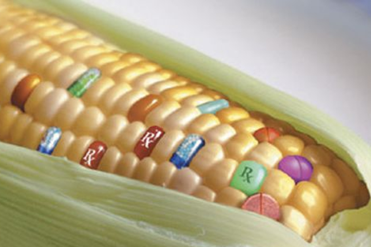 FM: hajszálnyira a végső megállapodás a GMO-k termesztésének tagállami tiltásában