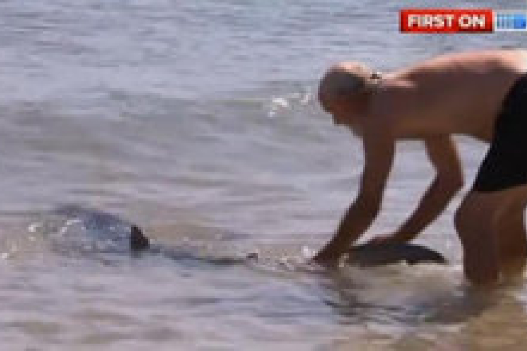 Cápával birkózott gyerekek megmentéséért egy férfi Ausztráliában (VIDEÓ)