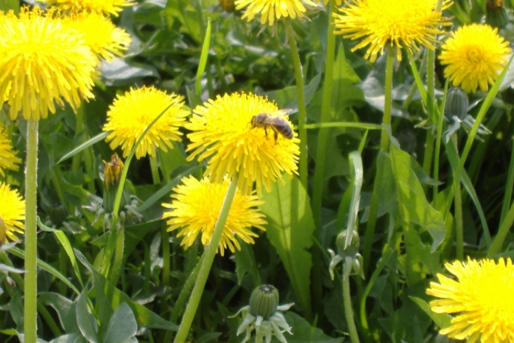 Nyílik a pitypang, abroncs lesz belőle 