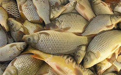 Haltermelők: bőséges, jó minőségű a halkínálat