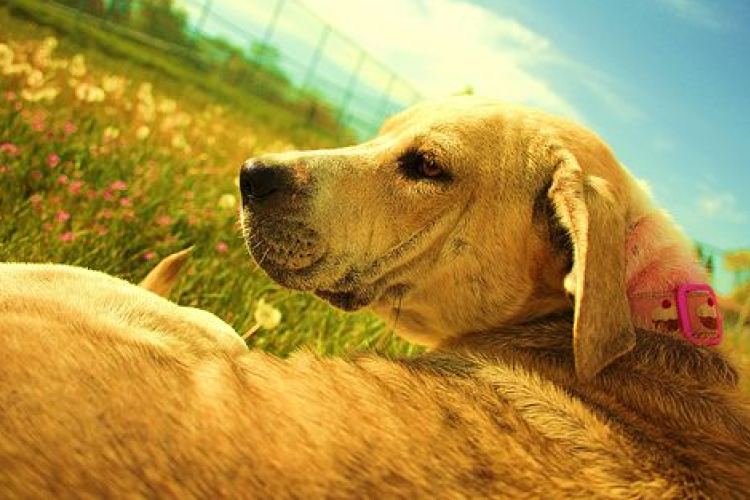 A felnőttek több baktériumot kapnak a kutyáktól, mint a gyerekek