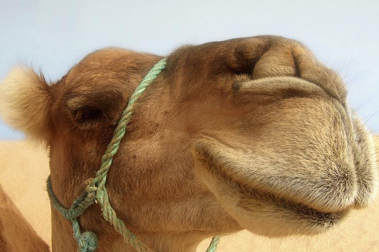 Tevéket vizsgálnak a MERS vírus nyomában