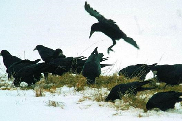 Havazás - Megzavarta a márciusi tél a varjakat