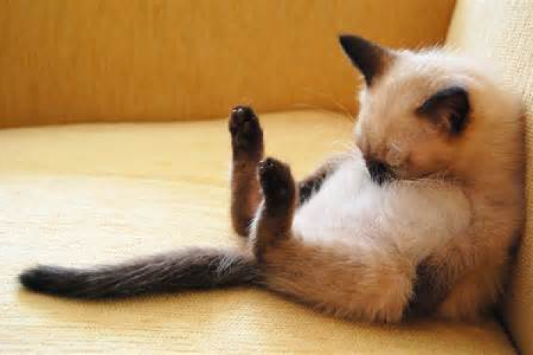 Gyógyító macskák