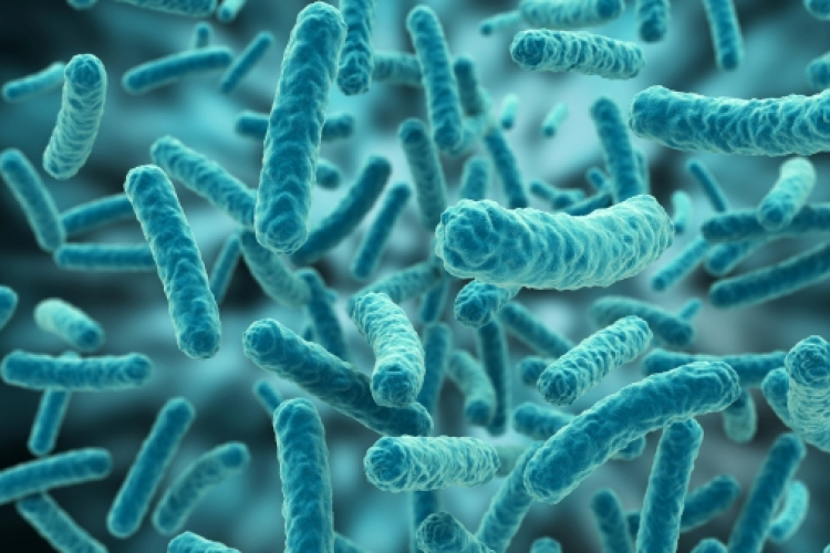 Bakteriális egyensúlytalanság is okozhatja a Chron-betegséget