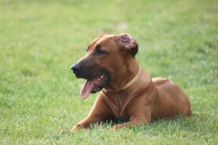 Hiába a kutyachip, ha nincs rajta adat