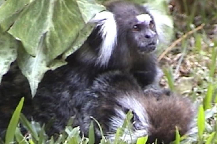 Haldokló társát gondozta egy vadon élő hím majom