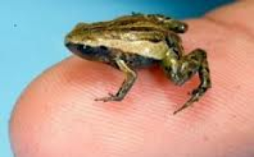 A szájüregén keresztül hall a fületlen béka