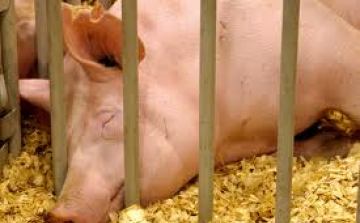 Nincs orvosság az Ukrajnában terjedő pestisre