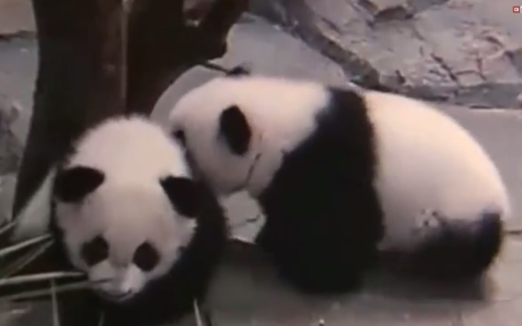 Nevet kaptak a panda hármas ikrek