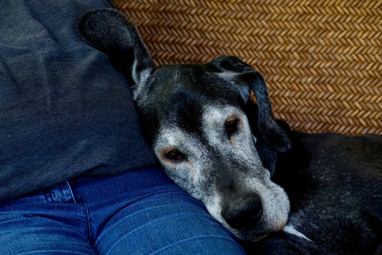 Több mint kétszázezren töltötték ki a kormány állatvédelemről szóló kérdőívét