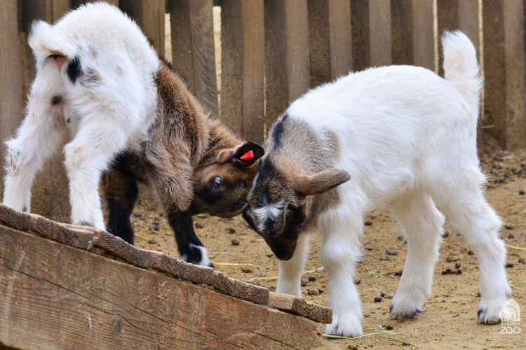 Újra megnyílt az állatsimogató a Fővárosi Állat- és Növénykertben