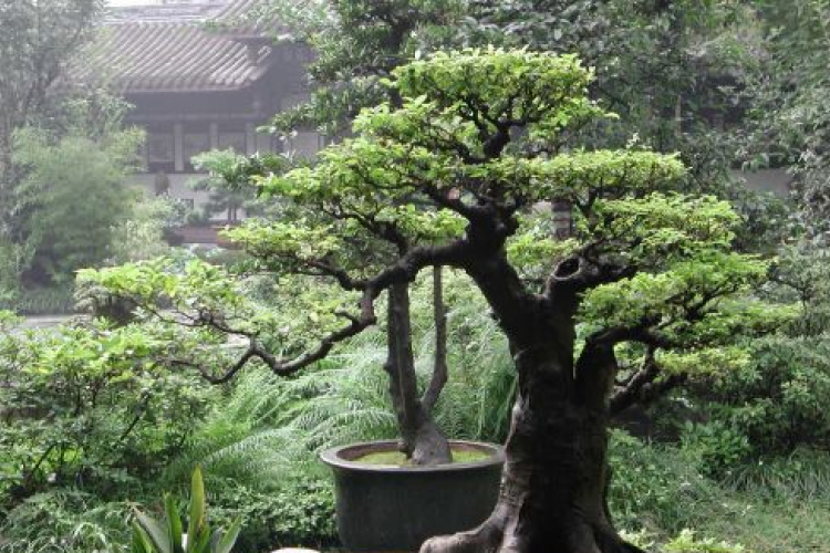 A kicsi a trendi - Bonsai!