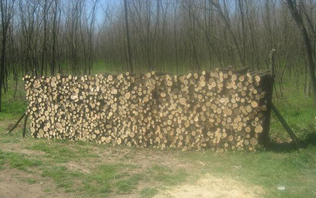 Az agrár szakmai szervezetek tiltakoznak az akác üldözése ellen