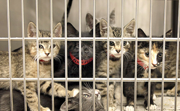 Az állatok is menekülőre fogták