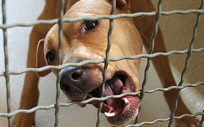 Hatásos a bécsi kutyajogosítvány