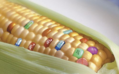 FM: hajszálnyira a végső megállapodás a GMO-k termesztésének tagállami tiltásában