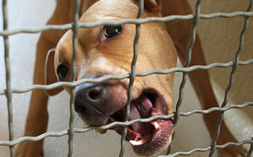 Hatásos a bécsi kutyajogosítvány