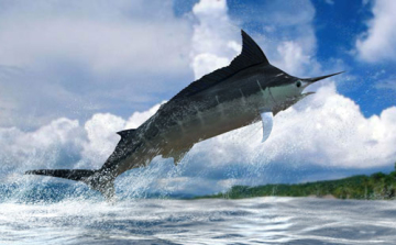 Háromméteres hal ugrott egy bárkára