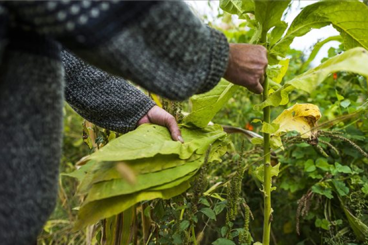 Háznál termesztett dohány