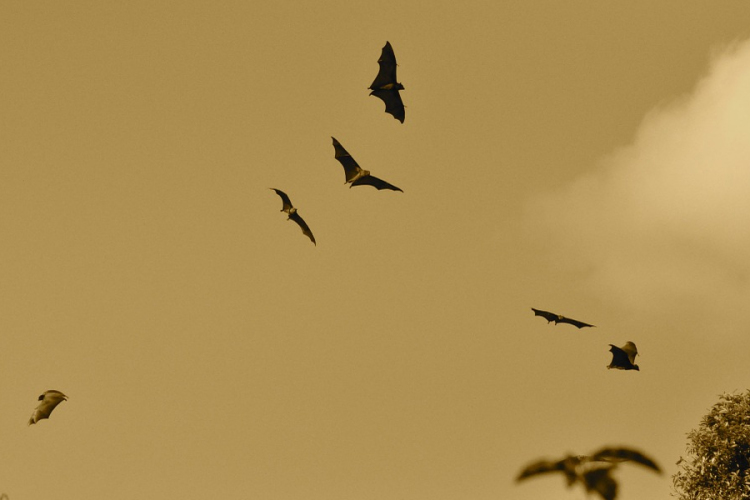 A Sars-CoV-2-vel rokon koronavírusokat hordozhatnak a denevérek szerte Ázsiában 