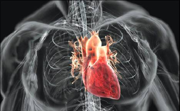 Szívhalált okozhat egy bizonyos fehérje