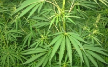 A világon elsőként: Uruguay legalizálta a marihuánát