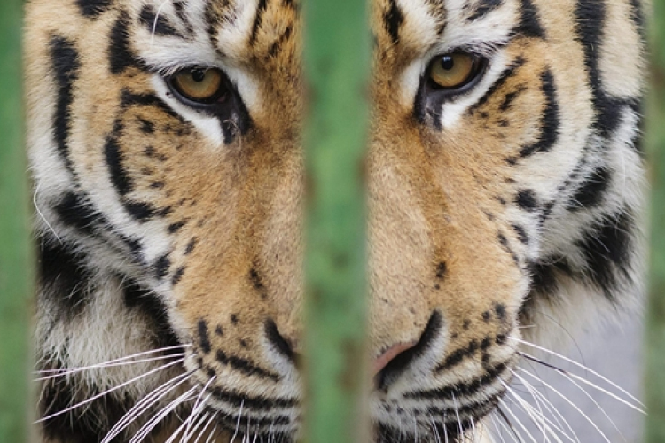 Állatkerti tigris végzett gondozójával Kelet-Kínában